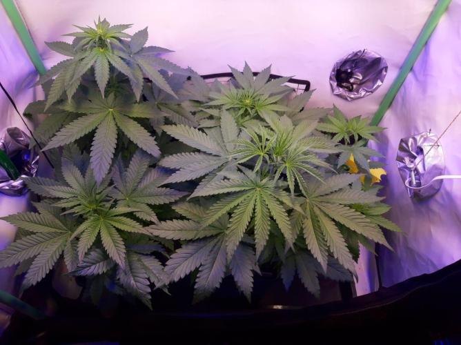 Super³Sativas. Week 5 - Day 33