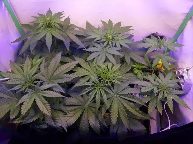 Super³Sativas. Week 5 - Day 34