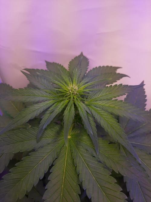 Super³Sativas. Week 6 - Day 35 - Super Lemon Haze
