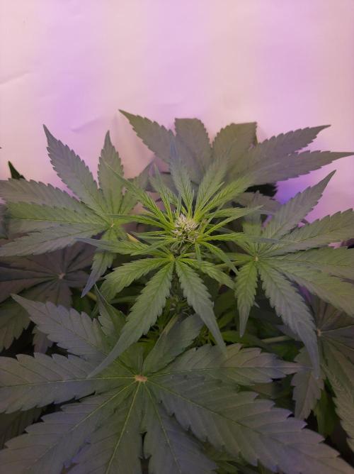 Super³Sativas. Week 6 - Day 35 - CBD Chronic