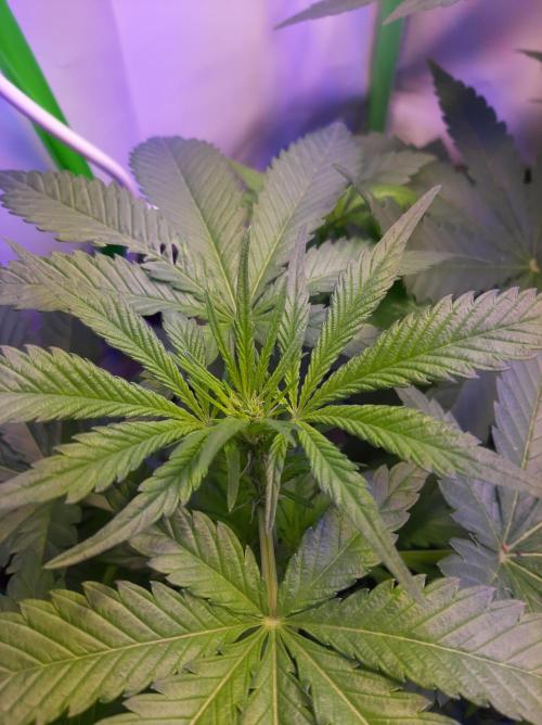 Super³Sativas. Week 6 - Day 35 - Super Silver Haze