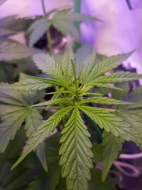 Super³Sativas. Week 6 - Day 35 - Superlicous Sativa