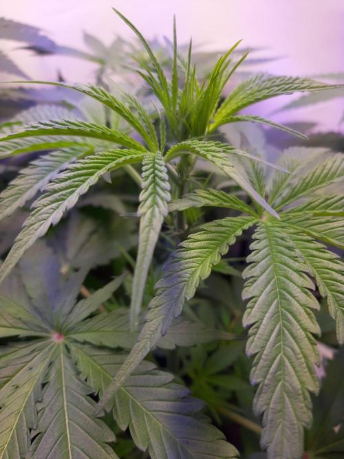 Super³Sativas. Week 6 - Day 35 - Nevilles Haze