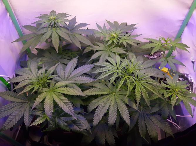 Super³Sativas. Week 6 - Day 35