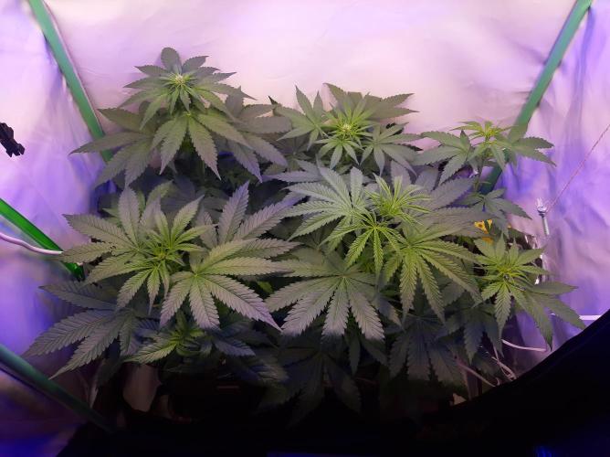 Super³Sativas. Week 6 - Day 36