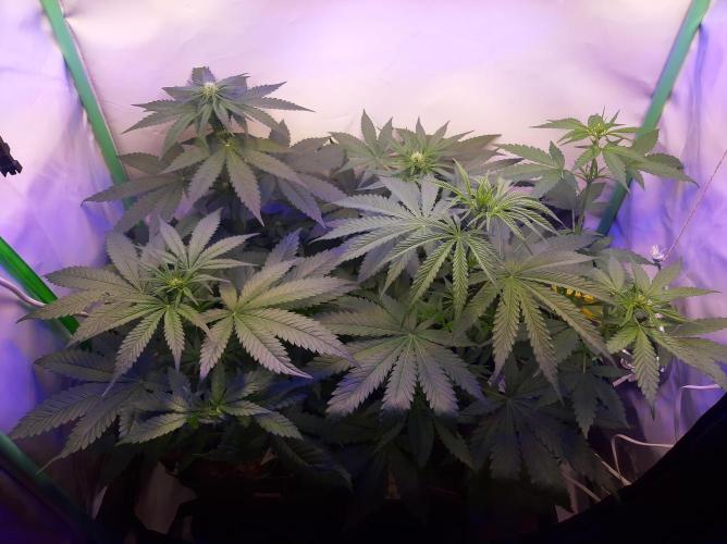 Super³Sativas. Week 6 - Day 37