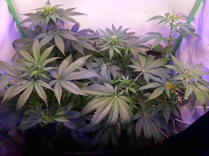 Super³Sativas. Week 6 - Day 38