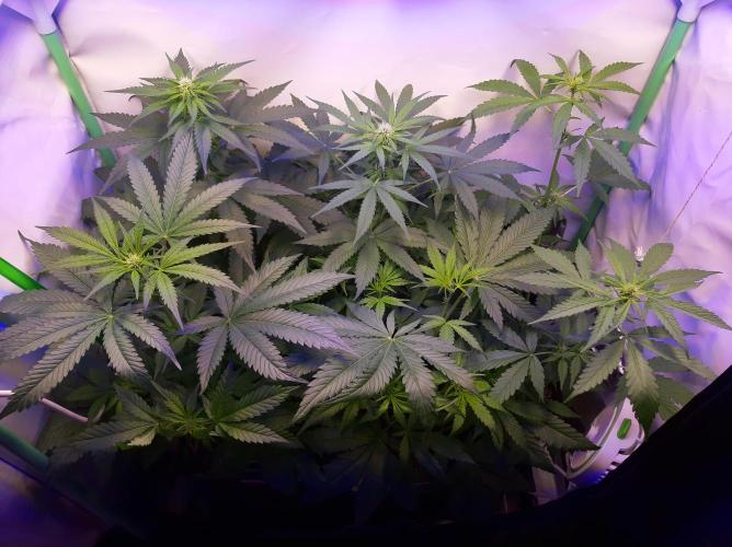 Super³Sativas. Week 6 - Day 40