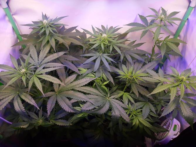 Super³Sativas. Week 6 - Day 41