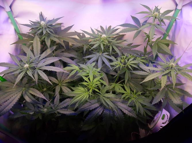 Super³Sativas. Week 7 - Day 42