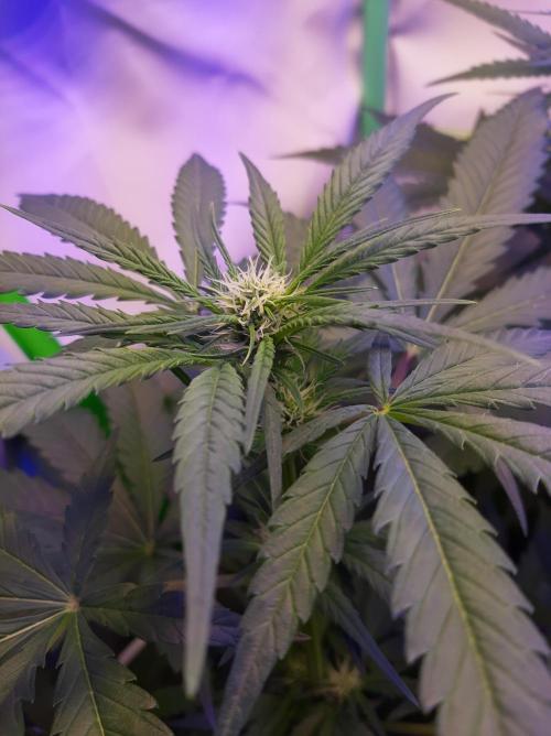 Super³Sativas. Week 7 - Super Silver Haze - Day 42