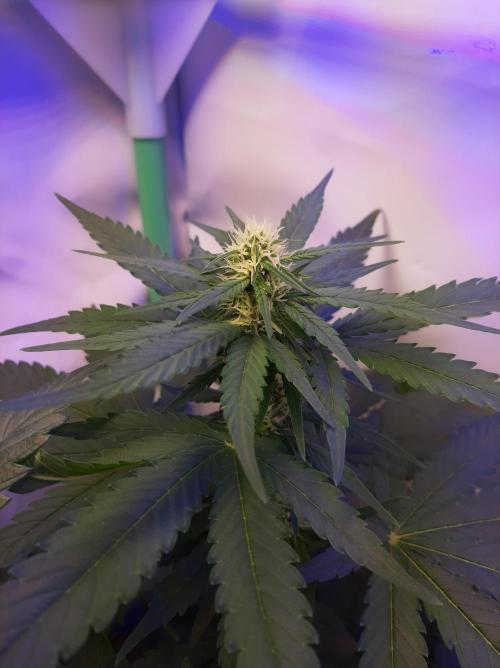 Super³Sativas. Week 7 - Super Lemon Haze - Day 42