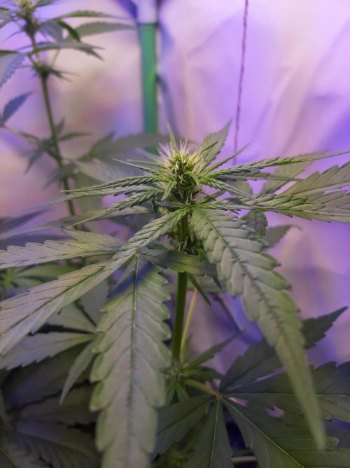 Super³Sativas. Week 7 - Superlicious Sativa - Day 42