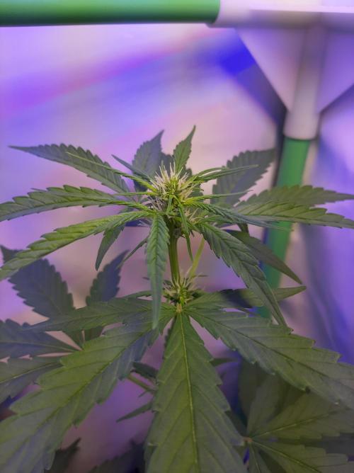 Super³Sativas. Week 7 - Superlicious Sativa - Day 42