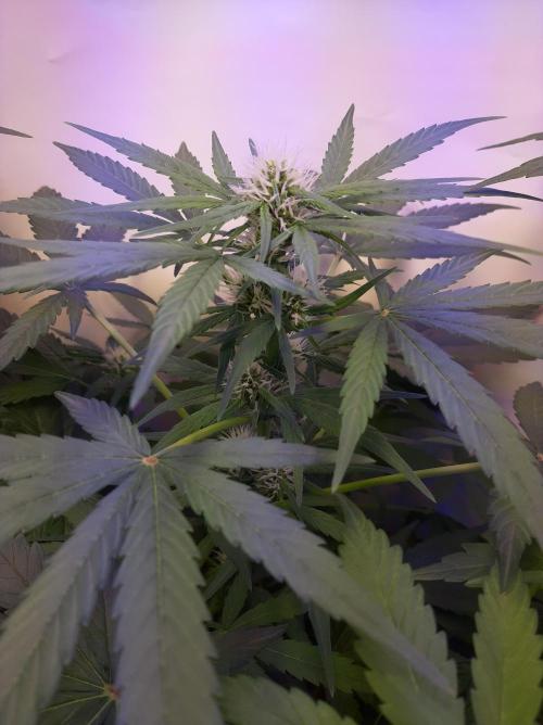 Super³Sativas. Week 7 - CBD Chronic - Day 42