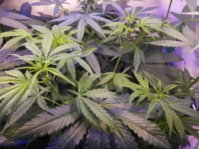 Super³Sativas. Week 7 - Nevilles Haze - Day 42