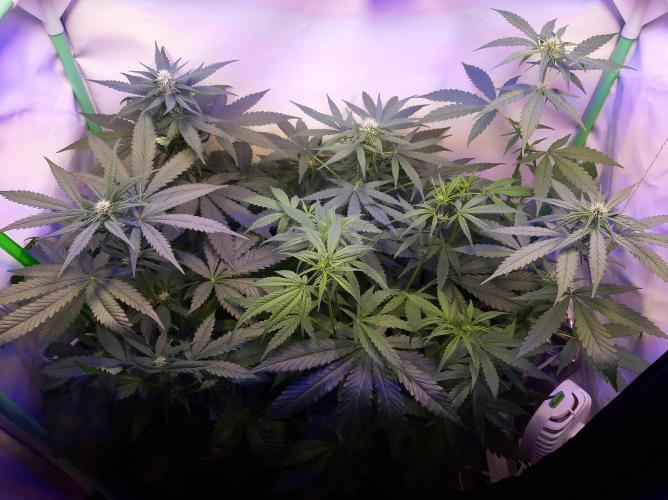 Super³Sativas. Week 7 - Day 43