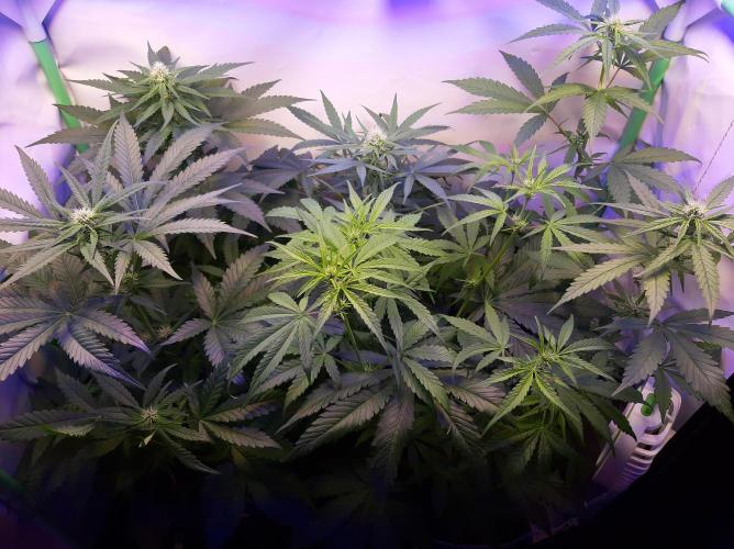 Super³Sativas. Week 7 - Day 44