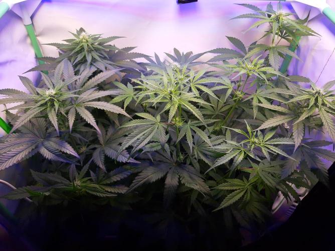 Super³Sativas. Week 7 - Day 45