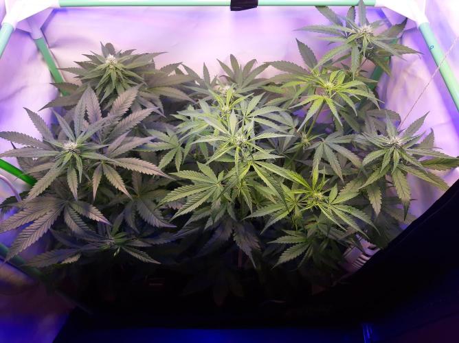 Super³Sativas. Week 7 - Day 46