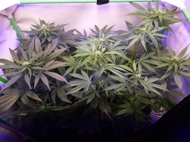 Super³Sativas. Week 7 - Day 47