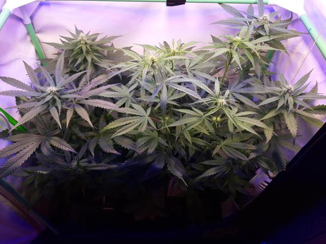 Super³Sativas. Week 7 - Day 48