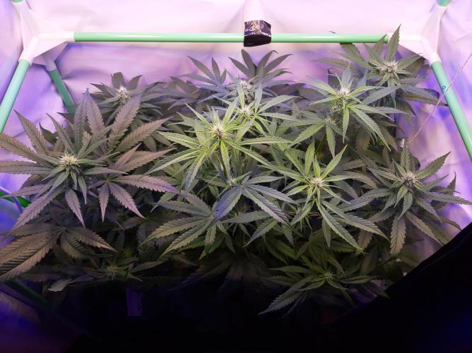 Super³Sativas. Week 8 - Day 50