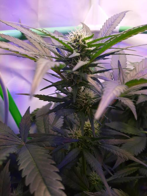 Super³Sativas. Week 8 - Super Silver Haze - Day 50