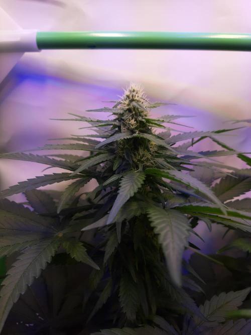 Super³Sativas. Week 8 - Super Lemon Haze - Day 50