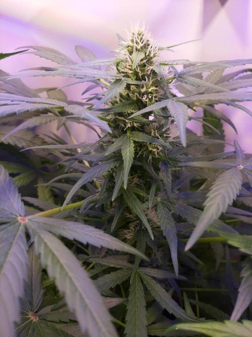 Super³Sativas. Week 8 - CBD Chronic - Day 50