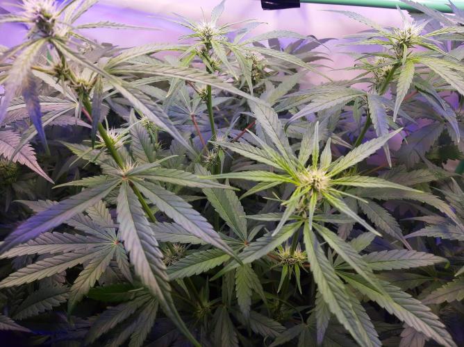 Super³Sativas. Week 8 - Nevilles Haze - Day 50