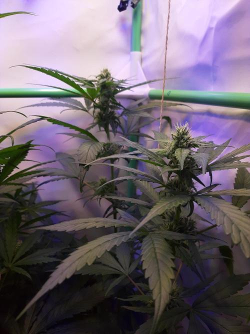 Super³Sativas. Week 8 - Superlicious Sativa - Day 50