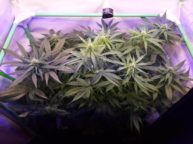 Super³Sativas. Week 8 - Day 51