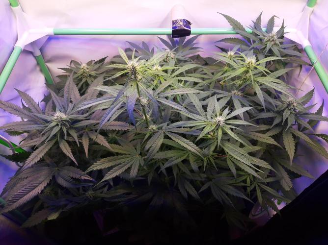 Super³Sativas. Week 8 - Day 52