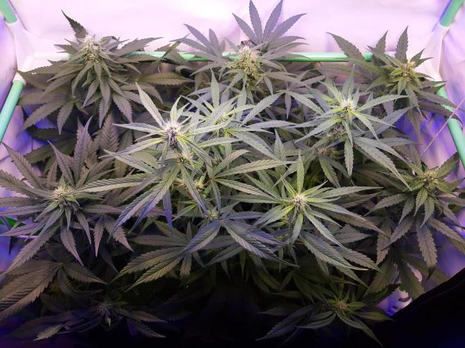 Super³Sativas. Week 8 - Day 54