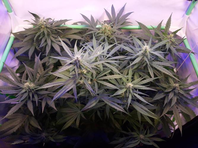 Super³Sativas. Week 9 - Day 56