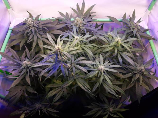 Super³Sativas. Week 9 - Day 57