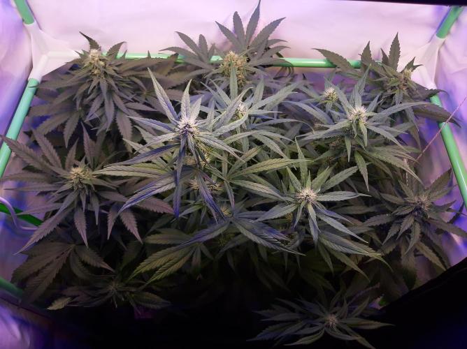 Super³Sativas. Week 9 - Day 58