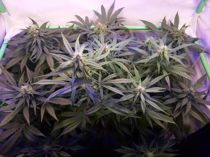 Super³Sativas. Week 9 - Day 59