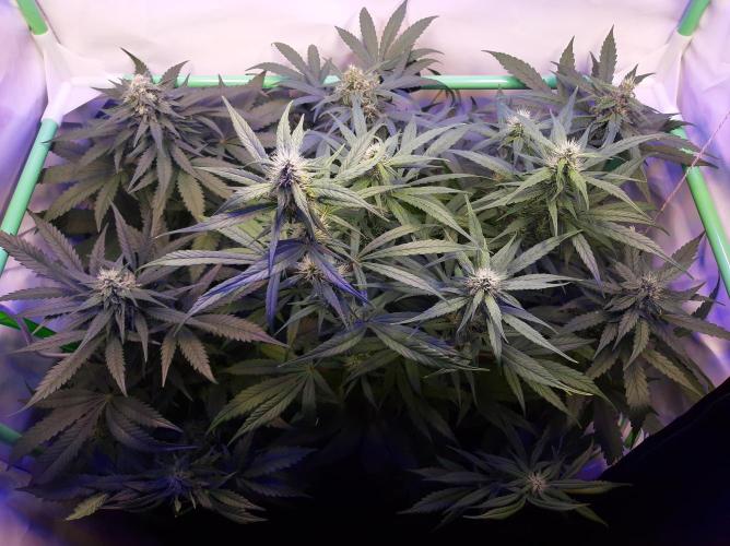 Super³Sativas. Week 9 - Day 60