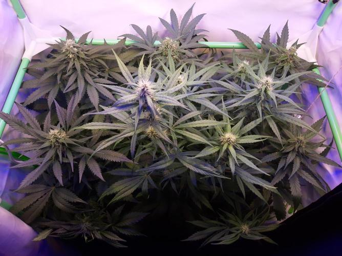 Super³Sativas. Week 9 - Day 61