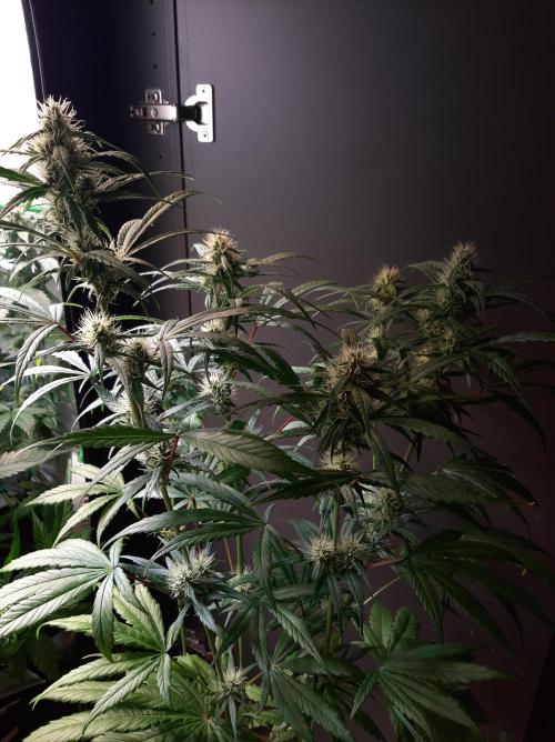 Super³Sativas. Week 10 - Nevilles Haze - Day 63