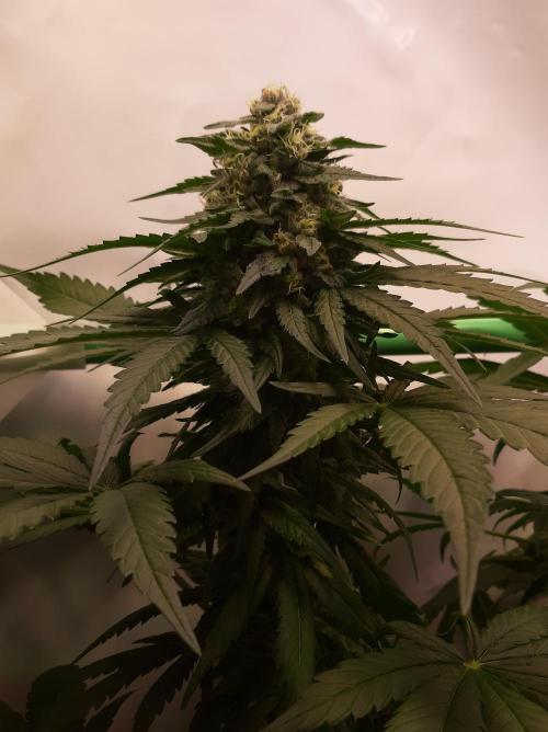 Super³Sativas. Week 10 - Super Lemon Haze - Day 63