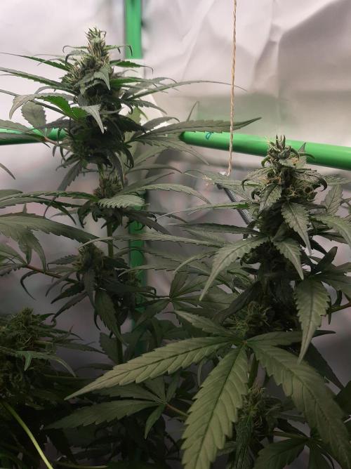 Super³Sativas. Week 10 - Superlicious Sativa - Day 63