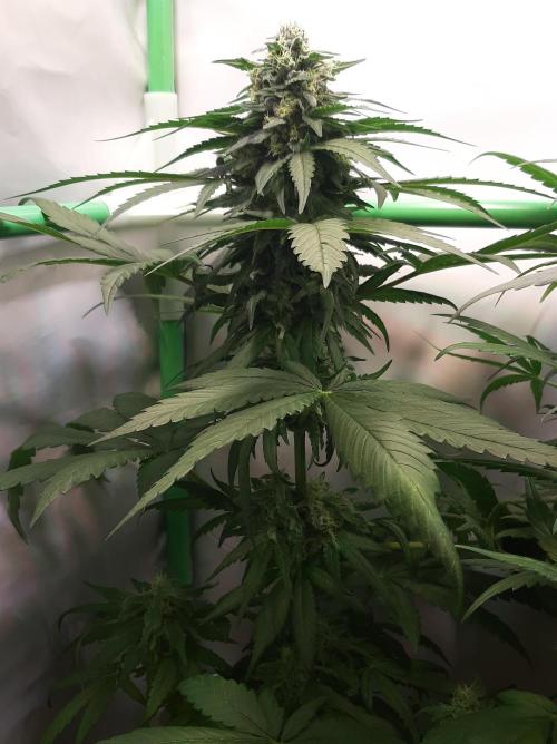 Super³Sativas. Week 10 - Super Lemon Haze - Day 63