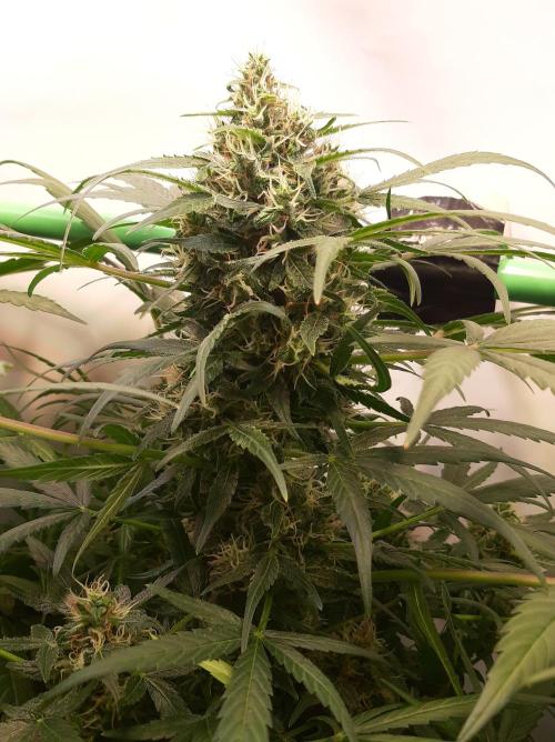 Super³Sativas. Week 10 - CBD Chronic - Day 63