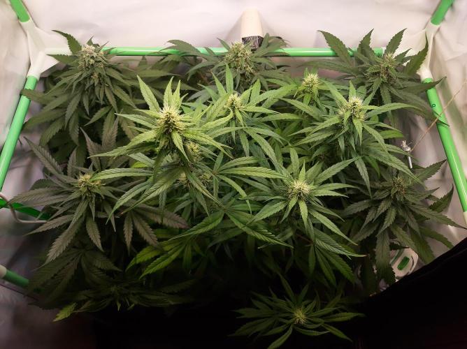 Super³Sativas. Week 10 - Day 64