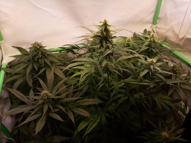 Super³Sativas. Week 10 - Day 64