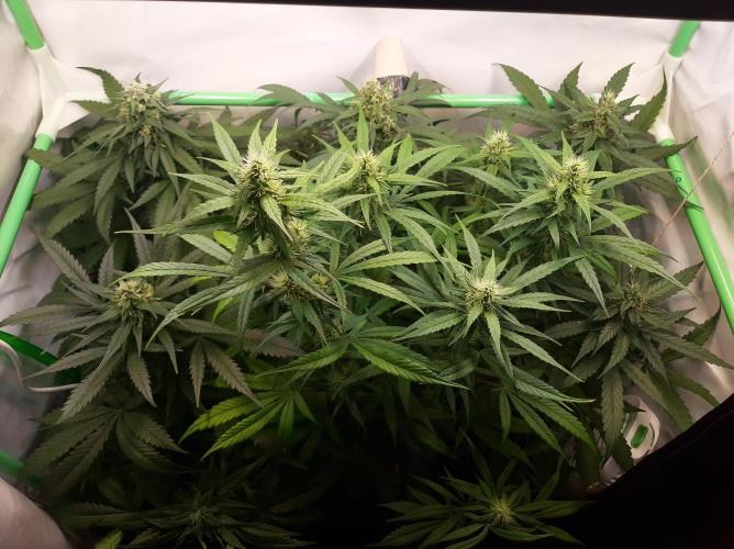 Super³Sativas. Week 10 - Day 65