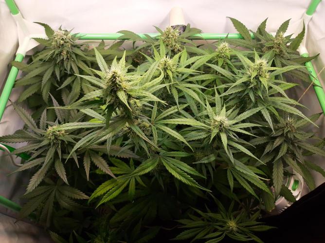 Super³Sativas. Week 10 - Day 66